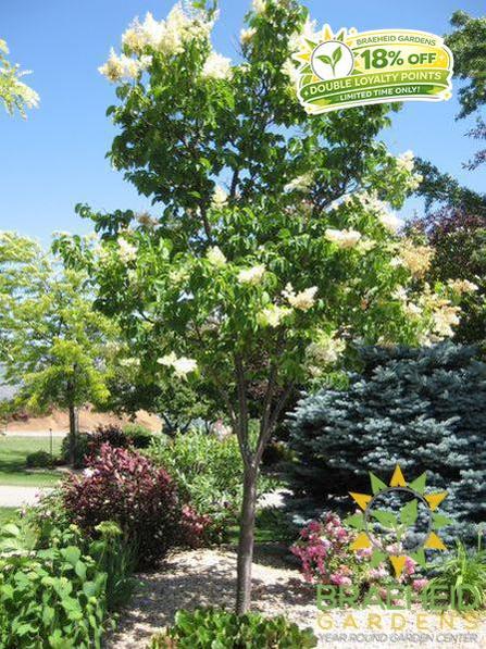 Ivory Silk Japanese Tree Lilac- Tree for sale, Grown in Grande Prairie -Braeheid Gardens Ltd. on Emerson Trail