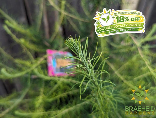 Native Larch- Tree for sale, Grown in Grande Prairie -Braeheid Gardens Ltd. on Emerson Trail