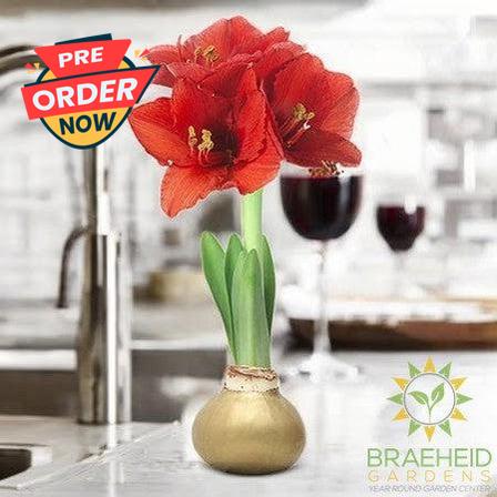 Amaryllis Bulb Gift Box - NO SHIP -