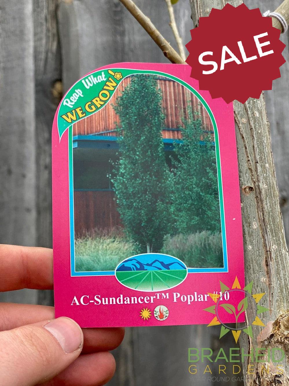 AC-Sundancer™ Poplar- Tree for sale, Grown in Grande Prairie -Braeheid Gardens Ltd. on Emerson Trail
