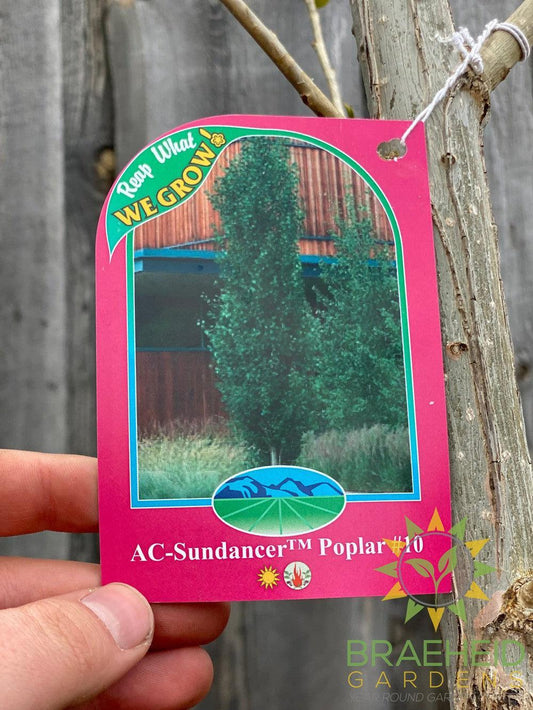 AC-Sundancer™ Poplar- Tree for sale, Grown in Grande Prairie -Braeheid Gardens Ltd. on Emerson Trail