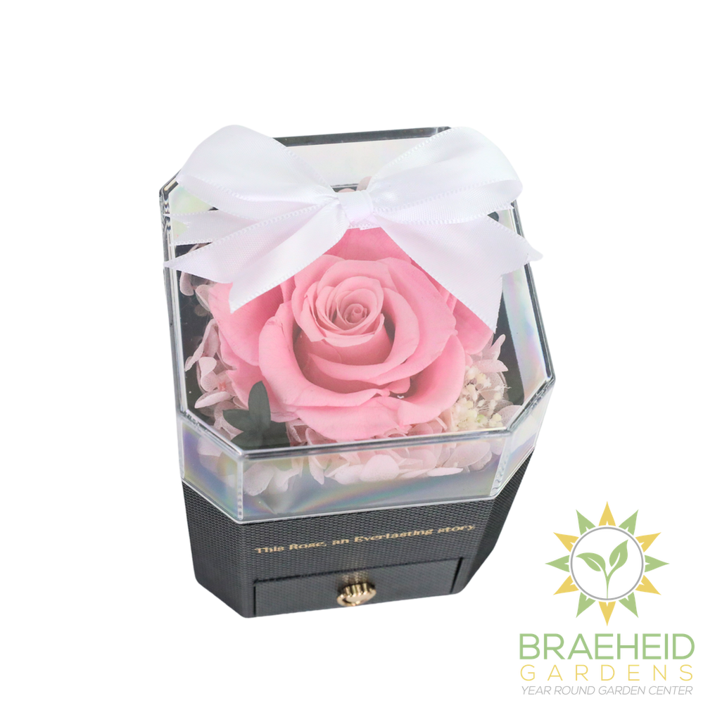 Everlasting Memories Rose