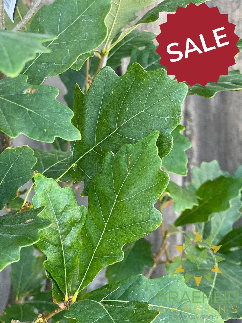 Regal Prince® Oak- Tree for sale, Grown in Grande Prairie -Braeheid Gardens Ltd. on Emerson Trail