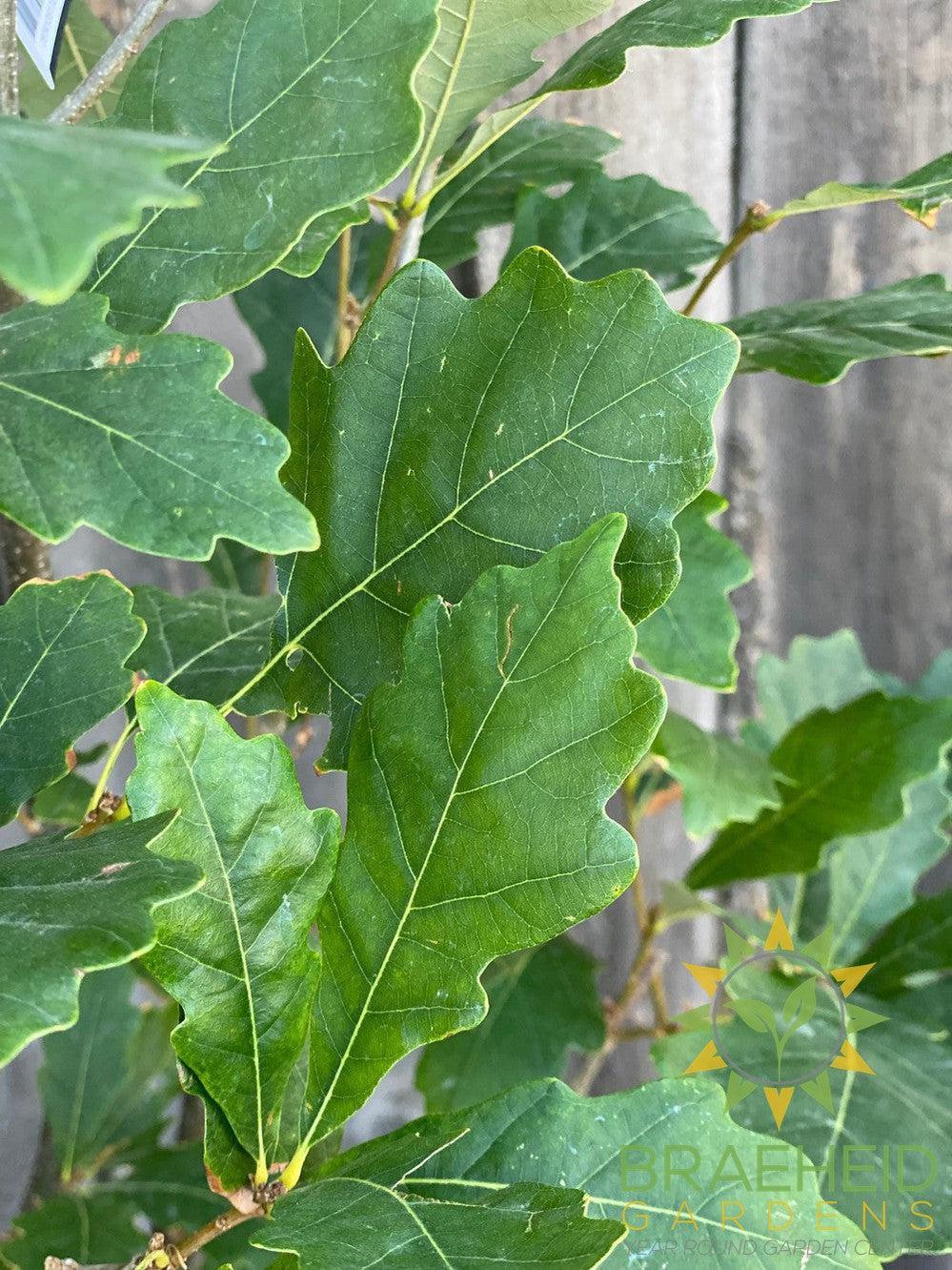 Regal Prince® Oak- Tree for sale, Grown in Grande Prairie -Braeheid Gardens Ltd. on Emerson Trail