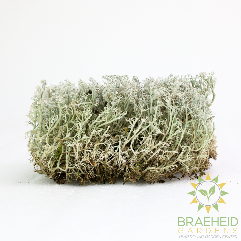 Lichen - Revita-Moss (Cladonia arbuscula)