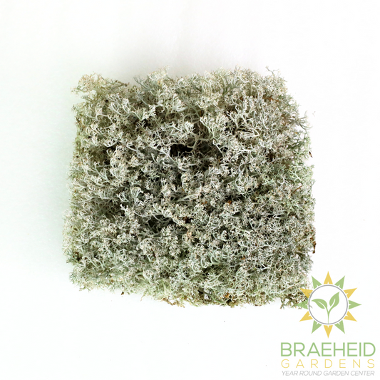 Lichen - Revita-Moss (Cladonia arbuscula)