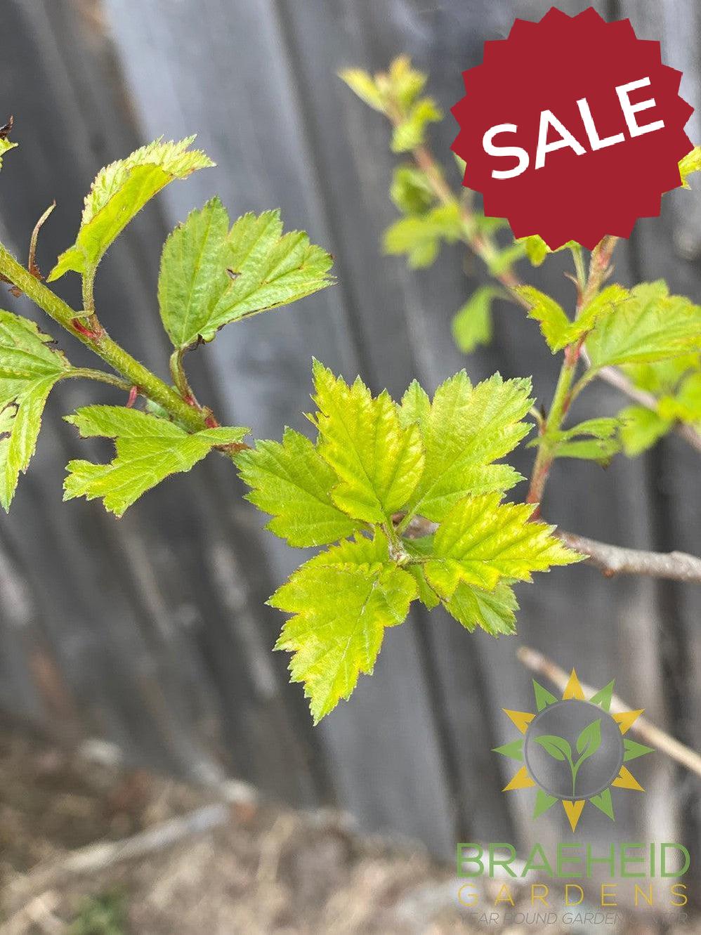 Snowbird Hawthorn- Tree for sale, Grown in Grande Prairie -Braeheid Gardens Ltd. on Emerson Trail