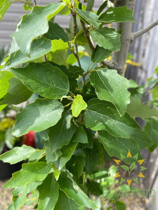 Tower Poplar- Tree for sale, Grown in Grande Prairie -Braeheid Gardens Ltd. on Emerson Trail