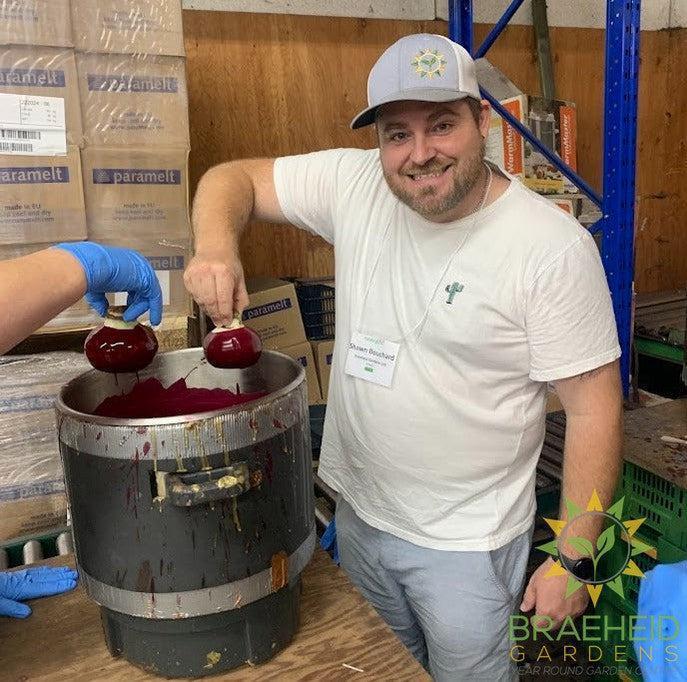 Amaryllis Bulb Gift Box - NO SHIP -