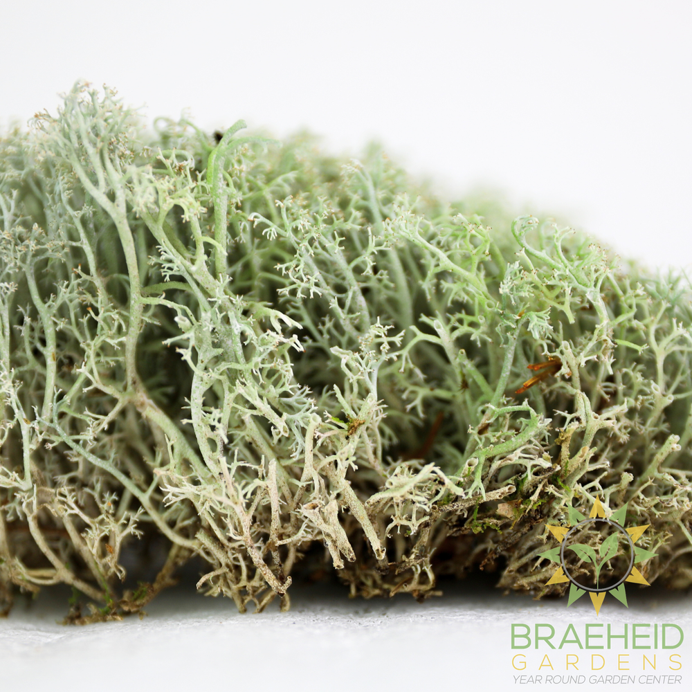 Lichen - Revita-Moss (Cladonia arbuscula)