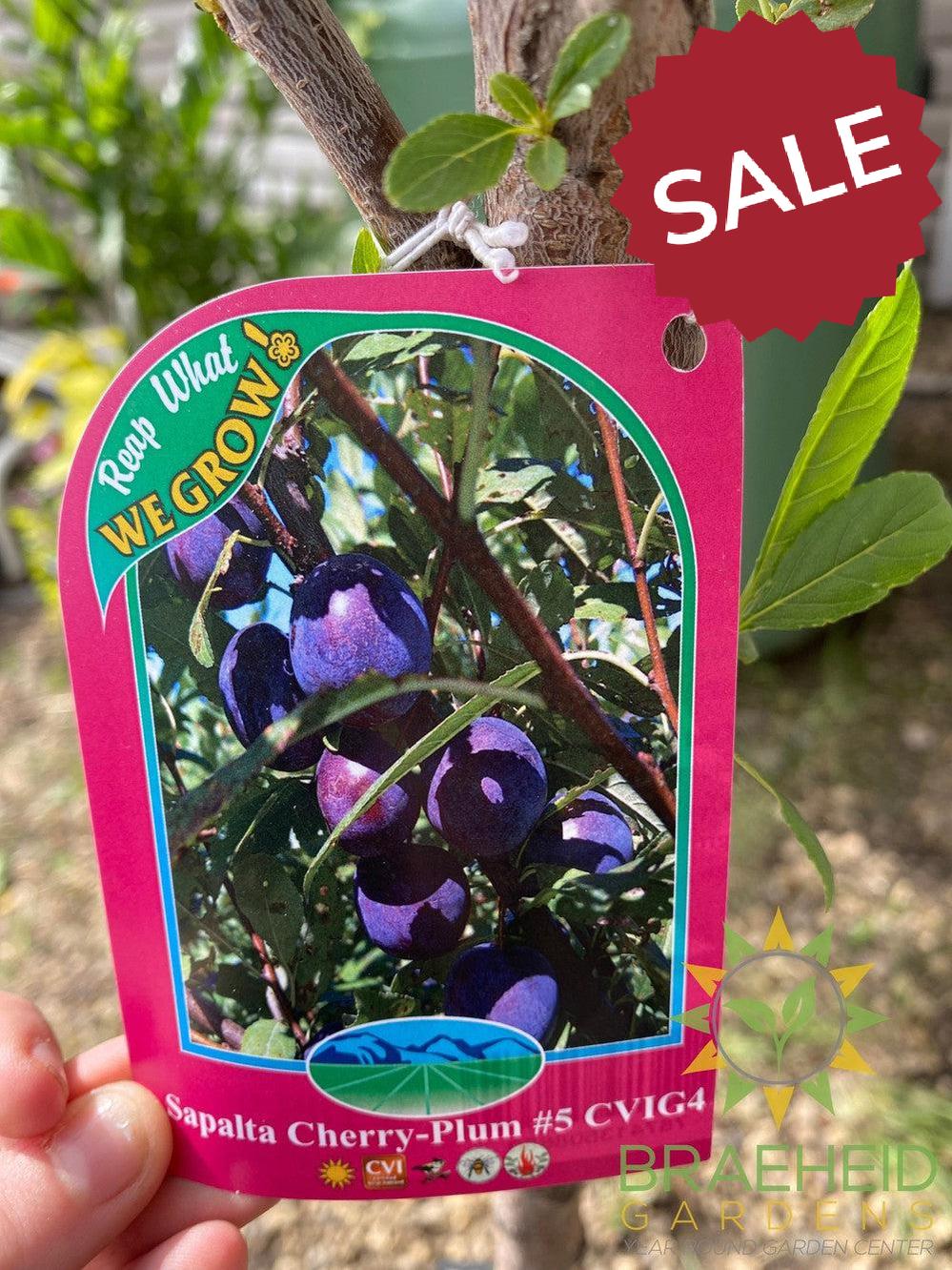 Sapalta Cherry-Plum- Tree for sale, Grown in Grande Prairie -Braeheid Gardens Ltd. on Emerson Trail