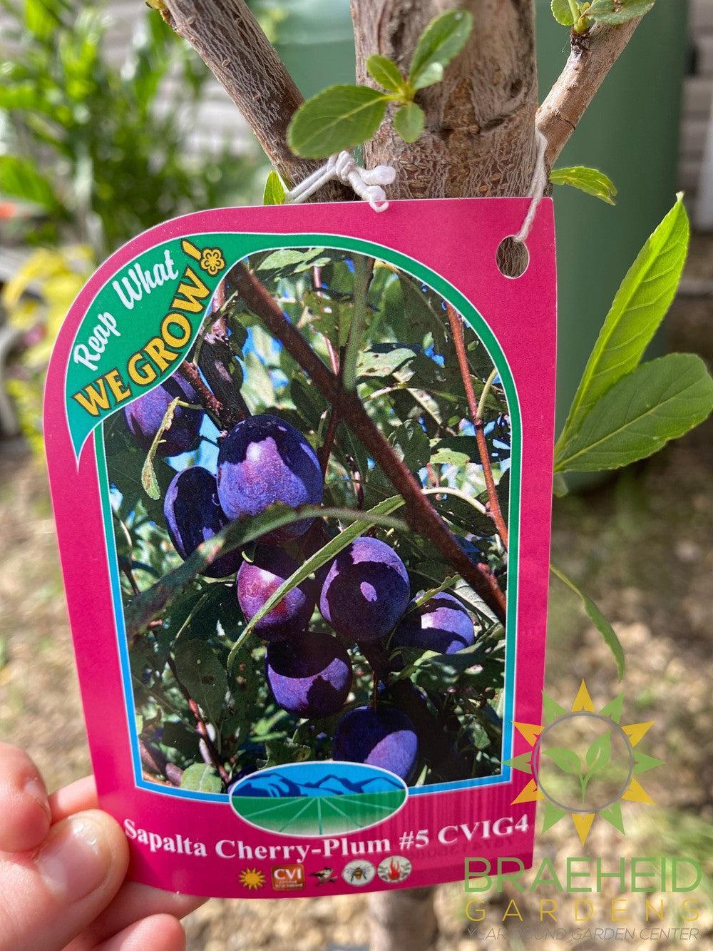 Sapalta Cherry-Plum- Tree for sale, Grown in Grande Prairie -Braeheid Gardens Ltd. on Emerson Trail