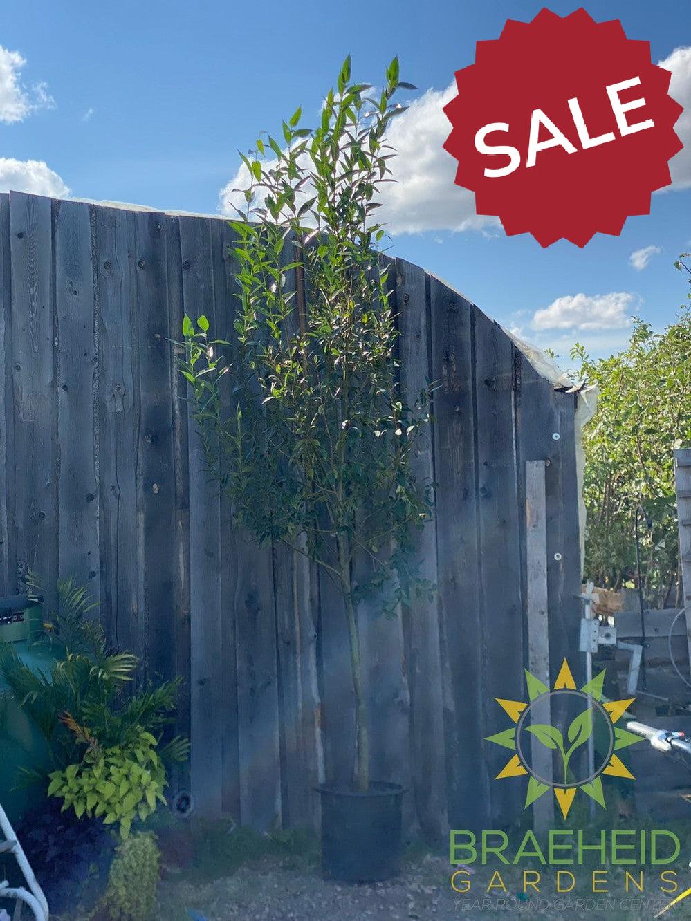 Prairie Reflection® Laurel Willow- Tree for sale, Grown in Grande Prairie -Braeheid Gardens Ltd. on Emerson Trail