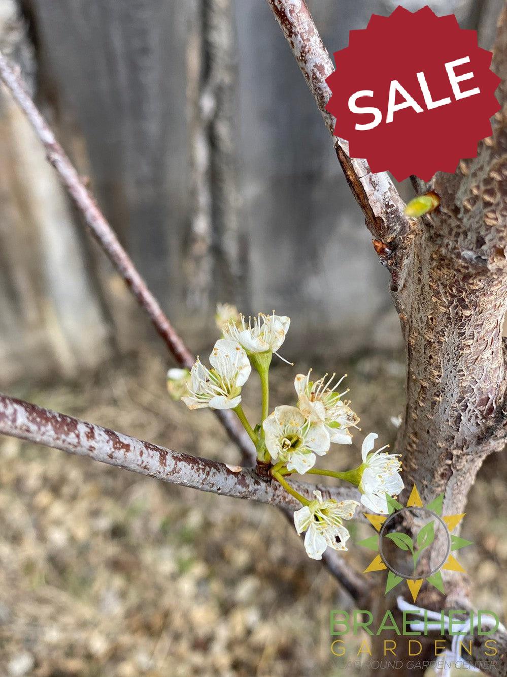 Superior Plum- Tree for sale, Grown in Grande Prairie -Braeheid Gardens Ltd. on Emerson Trail