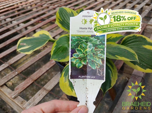 Hosta 'Queen Josephine' -NO SHIP -