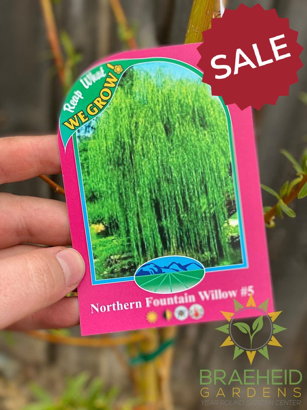 Northern Fountain Willow Tree- Tree for sale, Grown in Grande Prairie -Braeheid Gardens Ltd. on Emerson Trail