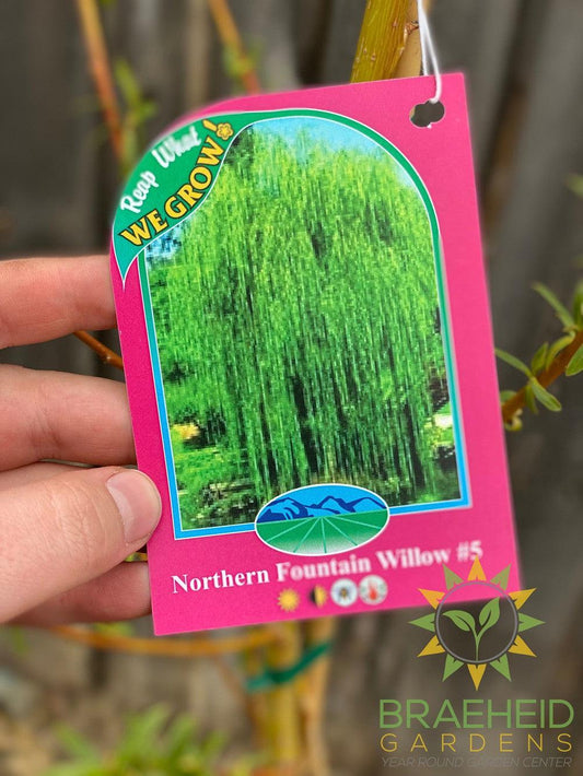 Northern Fountain Willow Tree- Tree for sale, Grown in Grande Prairie -Braeheid Gardens Ltd. on Emerson Trail