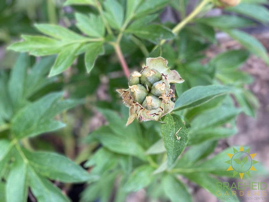 Scrumdiddlyumptious Itoh Peony