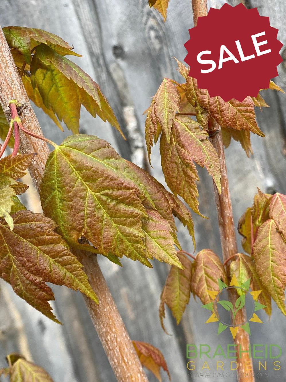 Red Rocket Maple- Tree for sale, Grown in Grande Prairie -Braeheid Gardens Ltd. on Emerson Trail