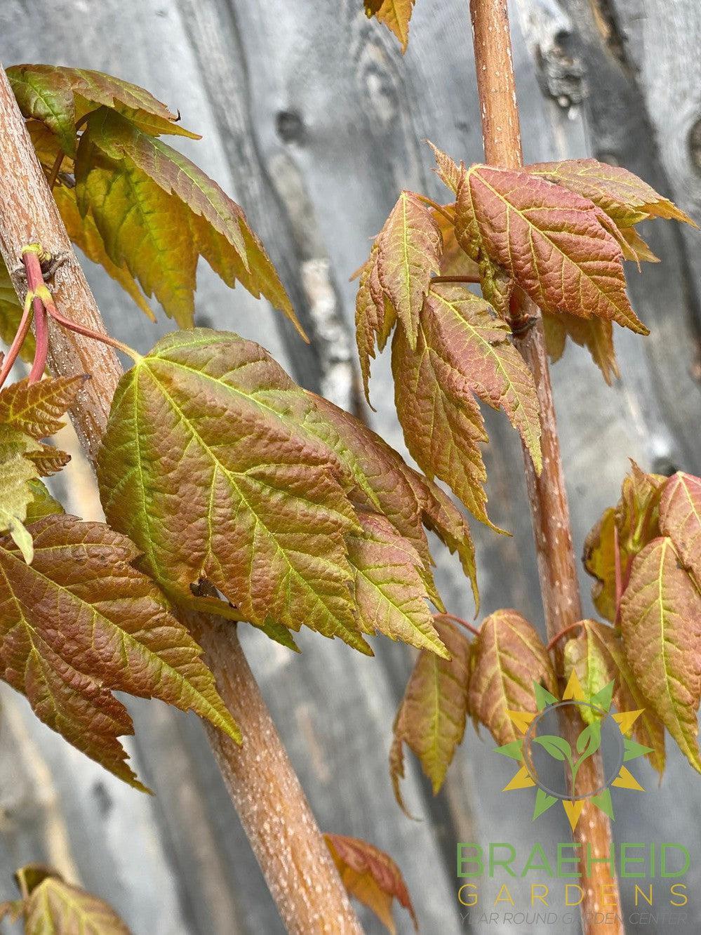Red Rocket Maple- Tree for sale, Grown in Grande Prairie -Braeheid Gardens Ltd. on Emerson Trail