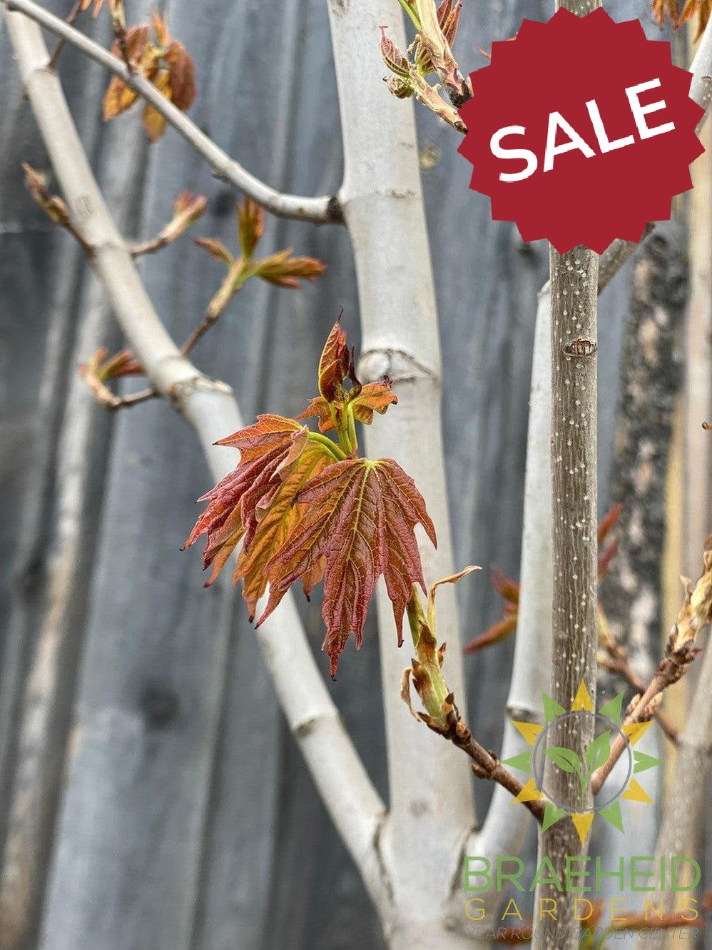 Sugar Maple- Tree for sale, Grown in Grande Prairie -Braeheid Gardens Ltd. on Emerson Trail