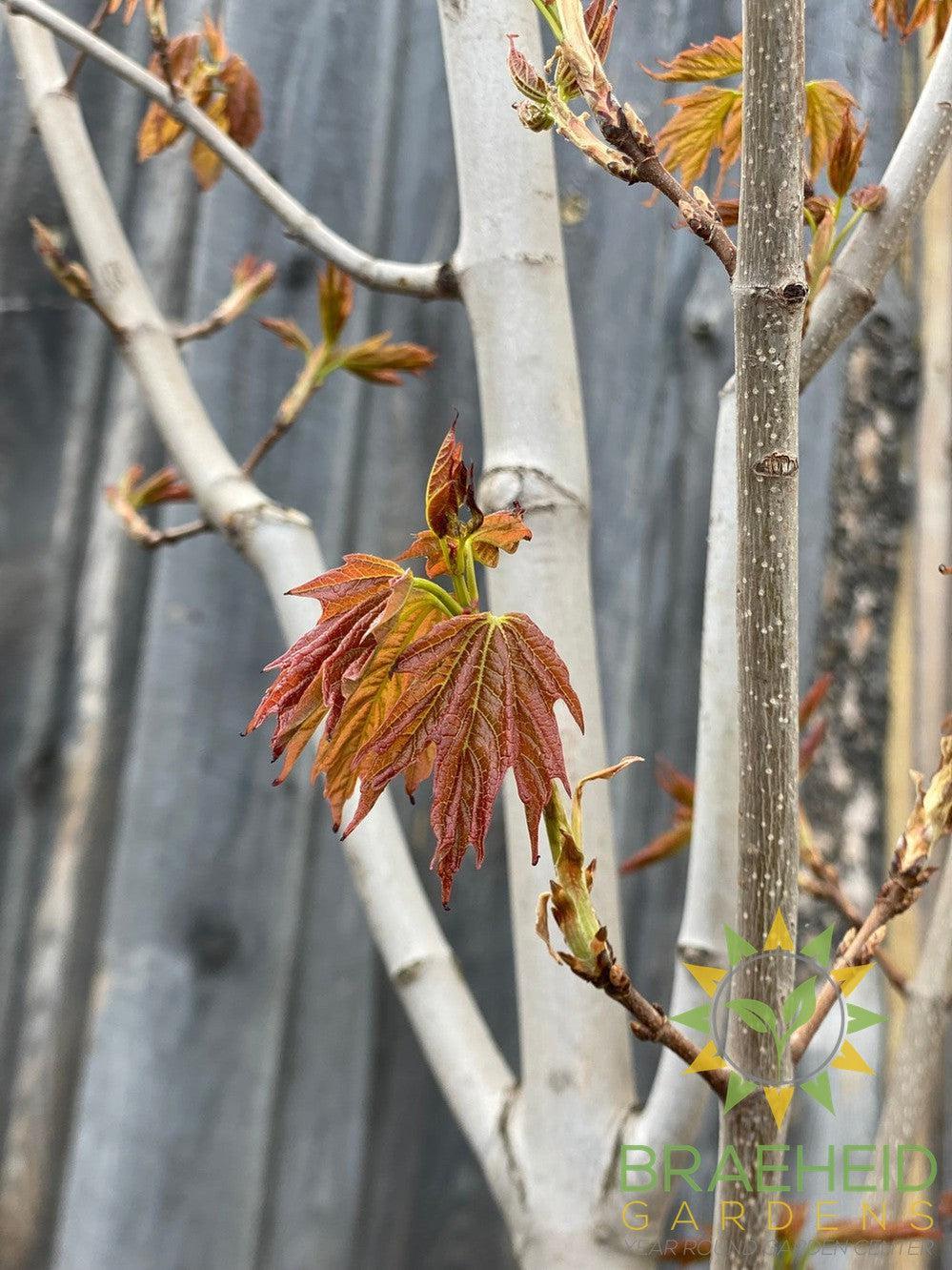 Sugar Maple- Tree for sale, Grown in Grande Prairie -Braeheid Gardens Ltd. on Emerson Trail