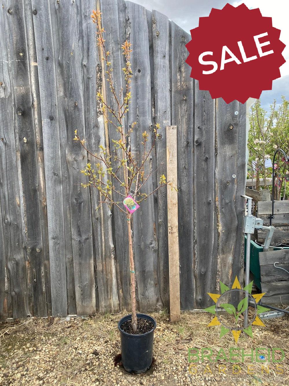 Casinoβ’ Apricot- Tree for sale, Grown in Grande Prairie -Braeheid Gardens Ltd. on Emerson Trail