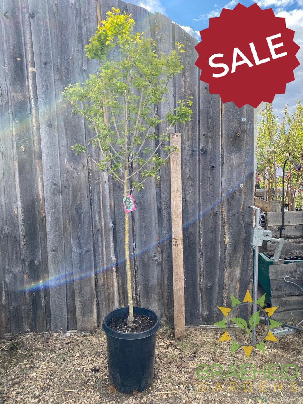 Toba Hawthorn- Tree for sale, Grown in Grande Prairie -Braeheid Gardens Ltd. on Emerson Trail
