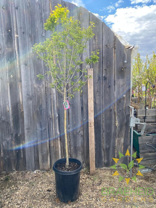 Toba Hawthorn- Tree for sale, Grown in Grande Prairie -Braeheid Gardens Ltd. on Emerson Trail