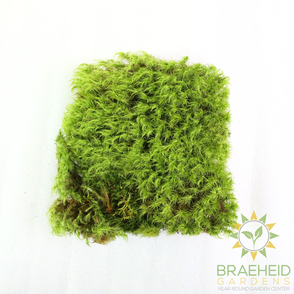 Mood Moss - Revita-Moss (Dicranum)