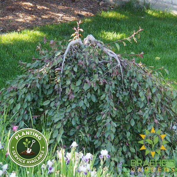 Royal Beauty Weeping Flowering Crabapple