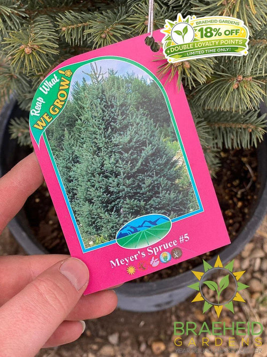 Meyer's Spruce- Tree for sale, Grown in Grande Prairie -Braeheid Gardens Ltd. on Emerson Trail
