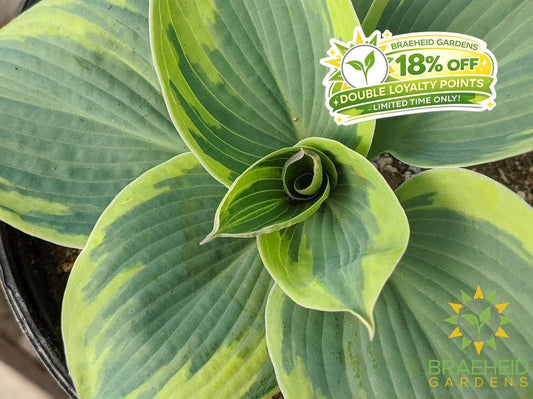 Hosta 'Tootie Mae' - NO SHIP -