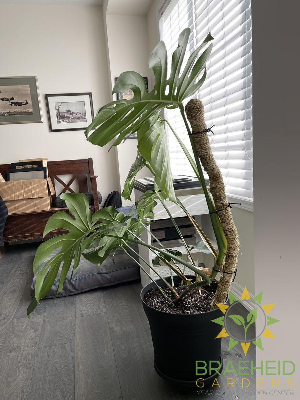 The Original Bendable Moss Pole™ - Best Seller (Pins Included)