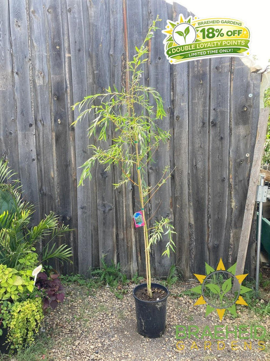 Niobe Willow - NO SHIP - Tree for sale, Grown in Grande Prairie -Braeheid Gardens Ltd. on Emerson Trail