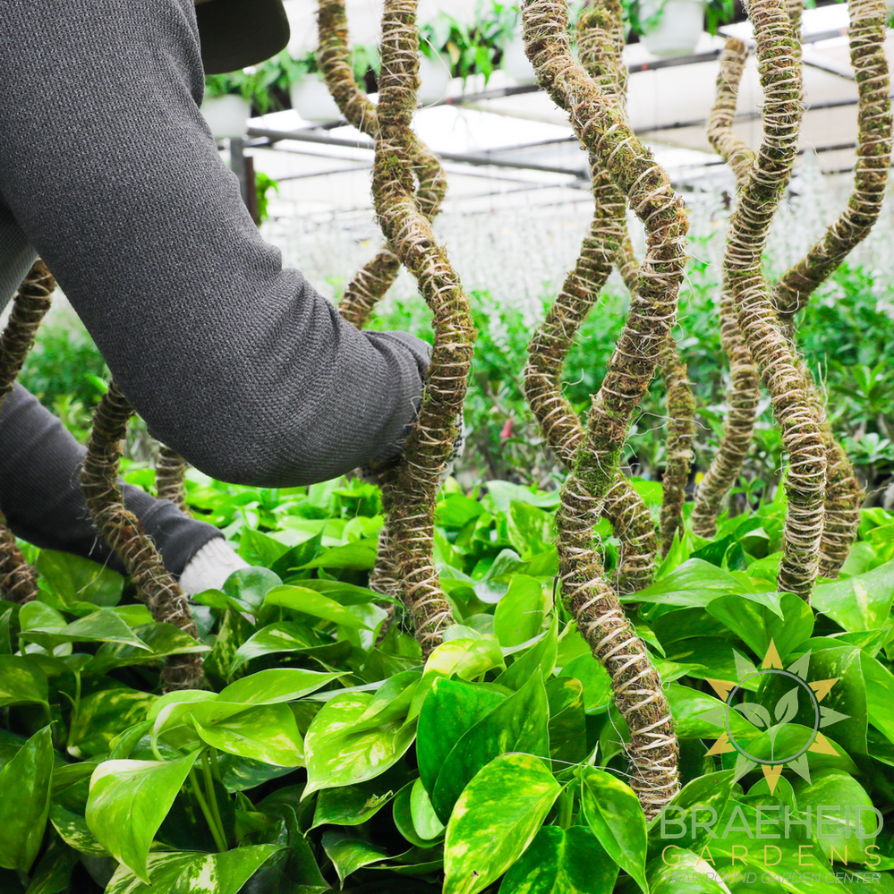 The Bendable Moss Pole™ 𝘛𝘏𝘐𝘕