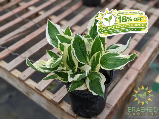 Patriot Hosta - NO SHIP