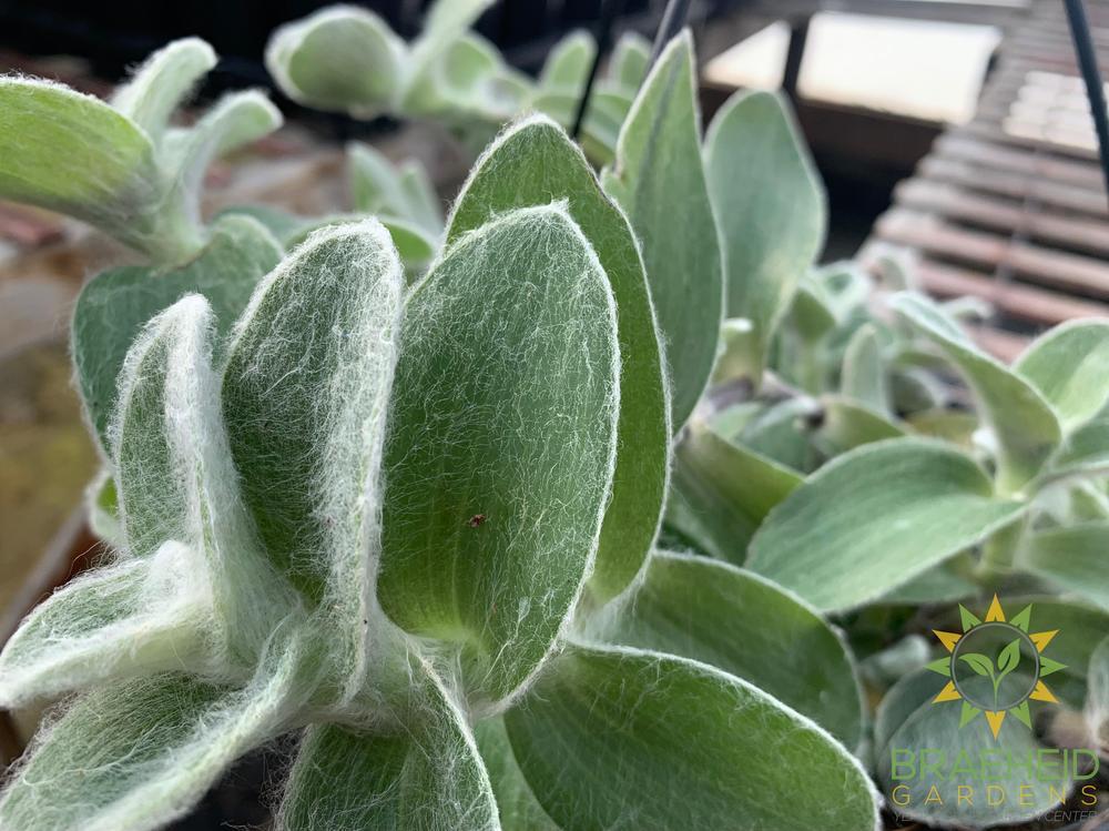 Tradescantia sillamontana White Velvet Hanging Basket