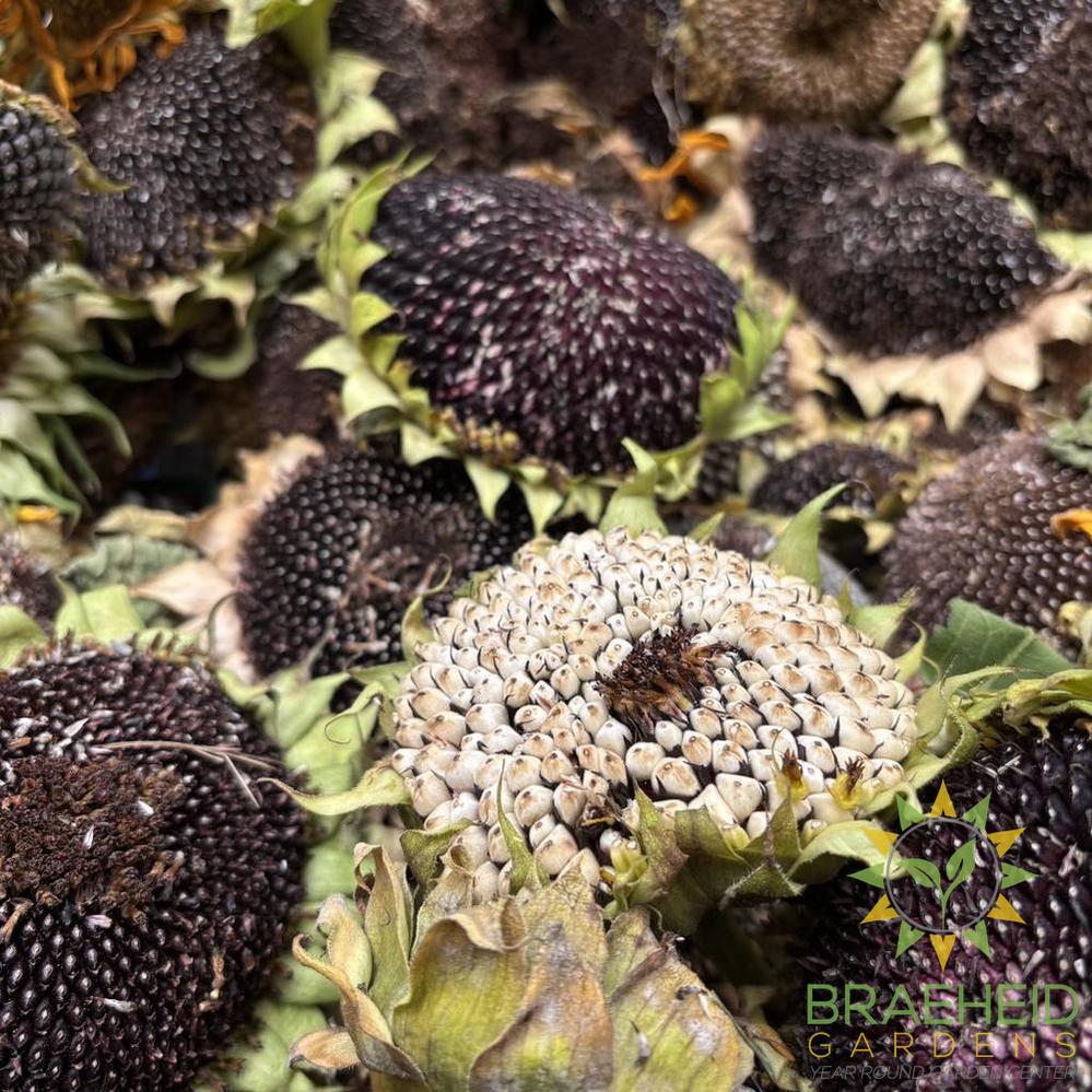 Scrunchy Sunflower Heads