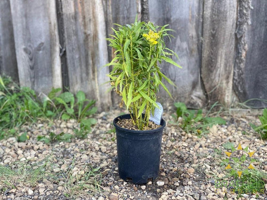 Little Lemon Goldenrod - NO SHIP