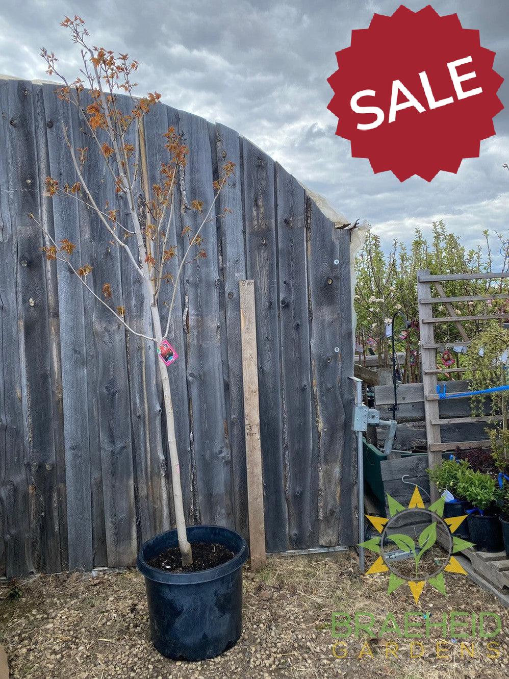 Sugar Maple- Tree for sale, Grown in Grande Prairie -Braeheid Gardens Ltd. on Emerson Trail