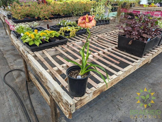 Daylily Lies and lipstick - NO SHIP -