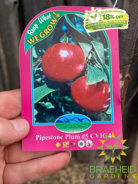 Pipestone Plum- Tree for sale, Grown in Grande Prairie -Braeheid Gardens Ltd. on Emerson Trail