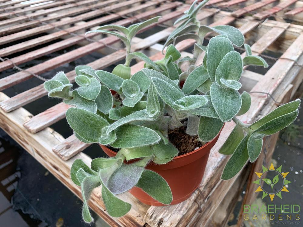 Tradescantia sillamontana White Velvet