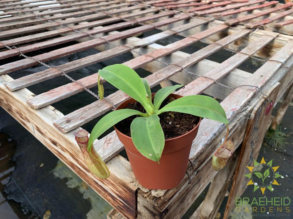 Nepenthes Bloody Miranda - Pitcher Plant