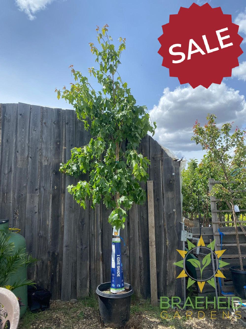 Fall Fiesta® Sugar Maple- Tree for sale, Grown in Grande Prairie -Braeheid Gardens Ltd. on Emerson Trail