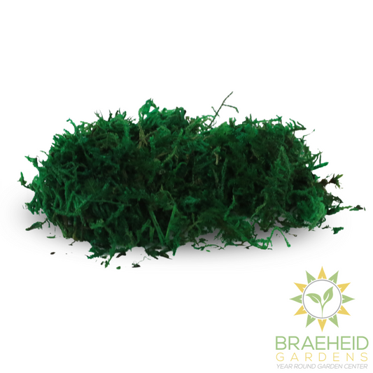 Premium Preserved Forest Moss