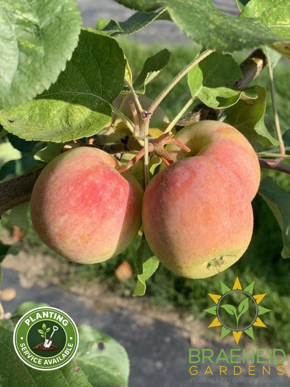 Gloria Apple- Tree for sale, Grown in Grande Prairie -Braeheid Gardens Ltd. on Emerson Trail
