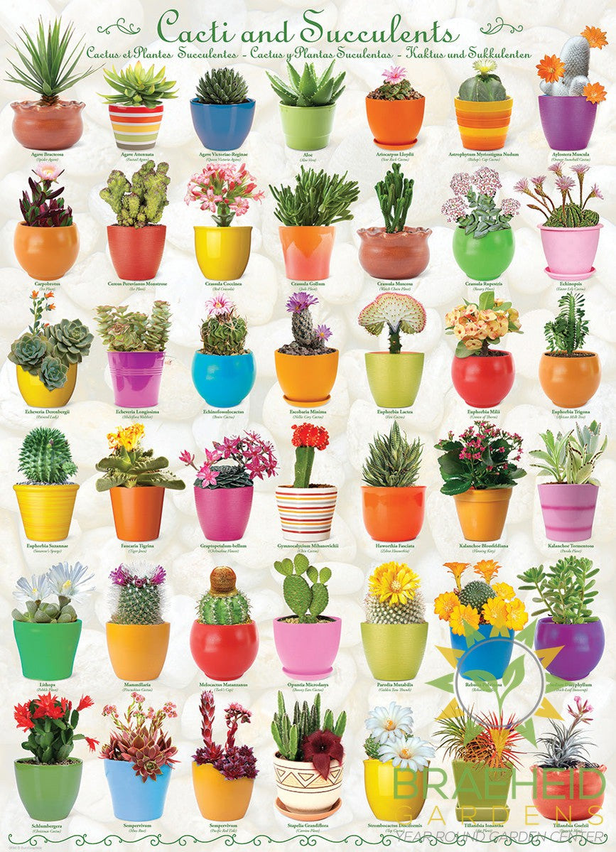 Cacti & Succulent Puzzle