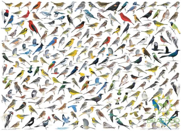 The World of Birds Puzzle